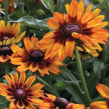 Rudbeckia Cappuccino - West Coast Seeds - Image 2