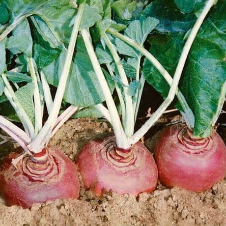Organic Rutabaga Helenor Coated - West Coast Seeds - Image 2