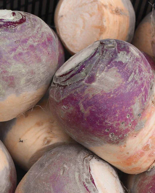 Rutabaga Laurentian - West Coast Seeds - Image 2