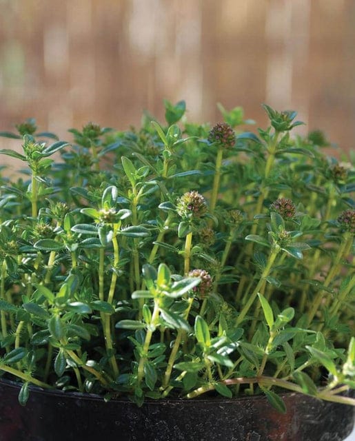Summer Savory - West Coast Seeds - Image 2