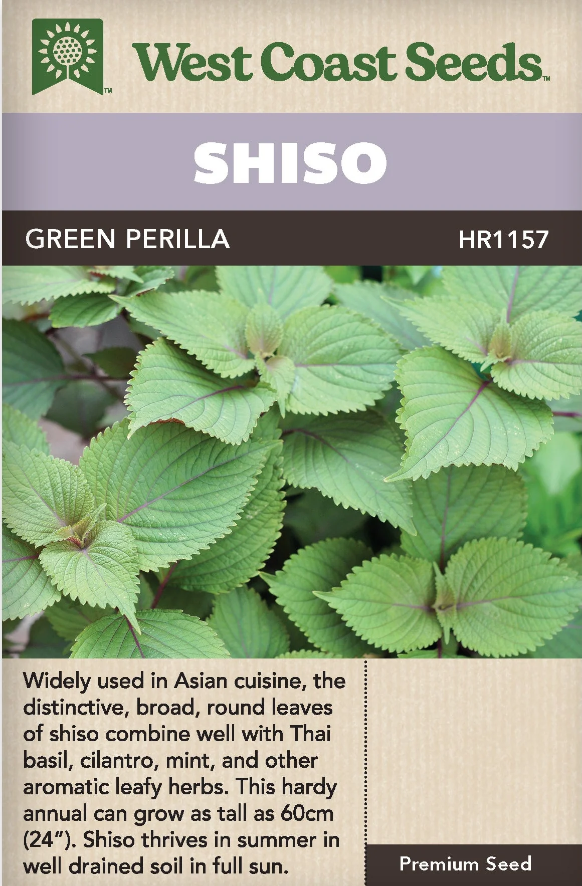 Shiso Green Perilla - West Coast Seeds