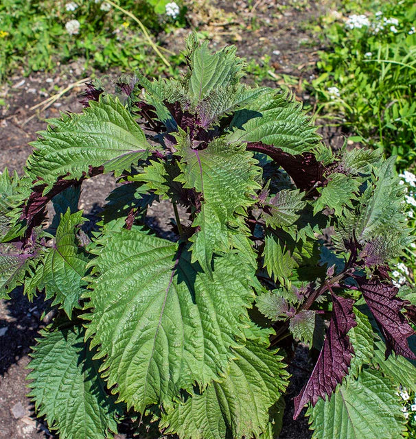 Shiso Hojiso Perilla - West Coast Seeds - Image 2