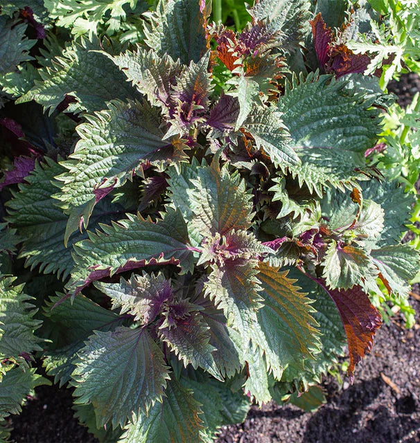 Shiso Hojiso Perilla - West Coast Seeds - Image 4
