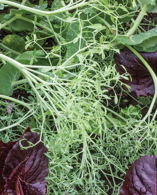 Pea Snap Parsley Pea - West Coast Seeds - Image 2