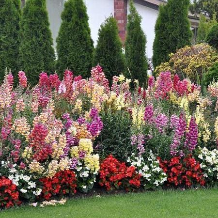 Snapdragon Rainbow Mix - West Coast Seeds - Image 3