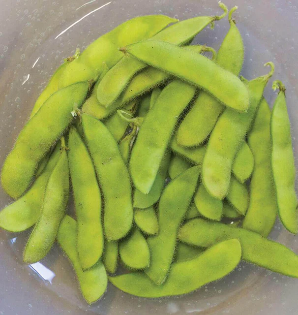 Bean Tohya Edamame - West Coast Seeds - Image 3