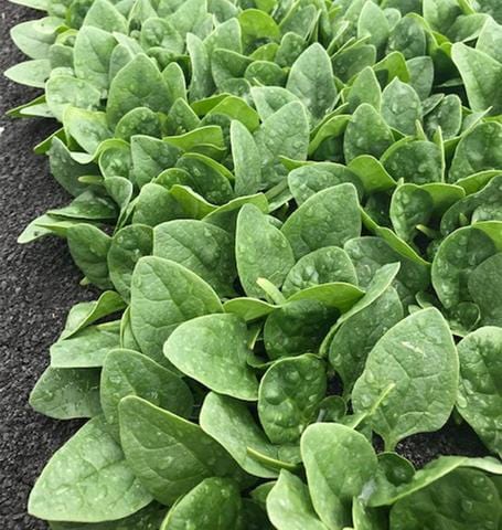 Spinach Seaside Organic - West Coast Seeds - Image 2