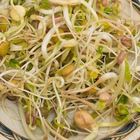 Organic Sprouting Gourmet Blend - West Coast Seeds - Image 2