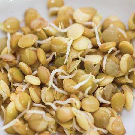Organic Sprouting Green Lentils - West Coast Seeds - Image 2