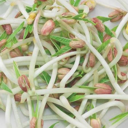 Organic Sprouting Mung Beans - West Coast Seeds - Image 2