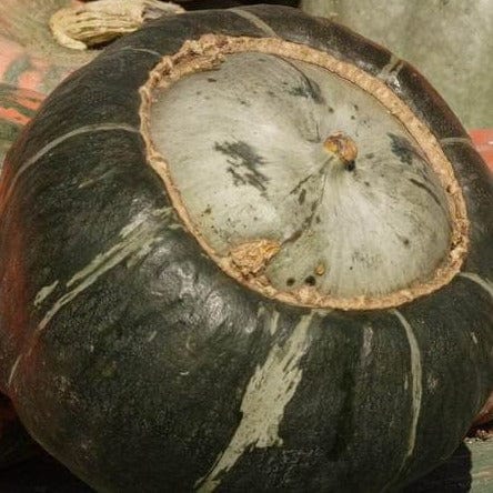 Squash Burgess Buttercup - West Coast Seeds - Image 2