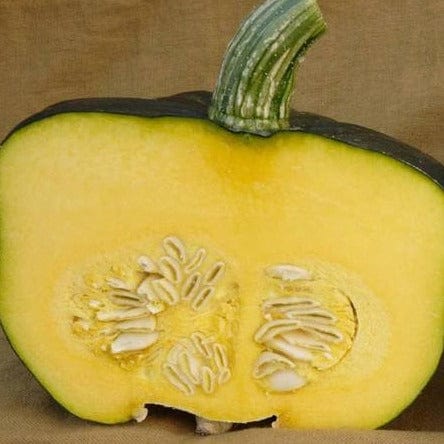 Squash Burgess Buttercup - West Coast Seeds - Image 3