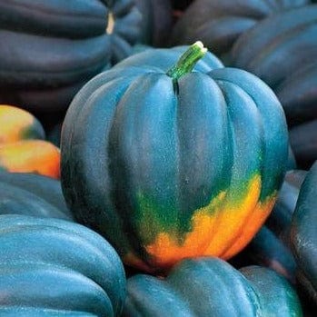 Squash Table Queen Acorn - West Coast Seeds - Image 2