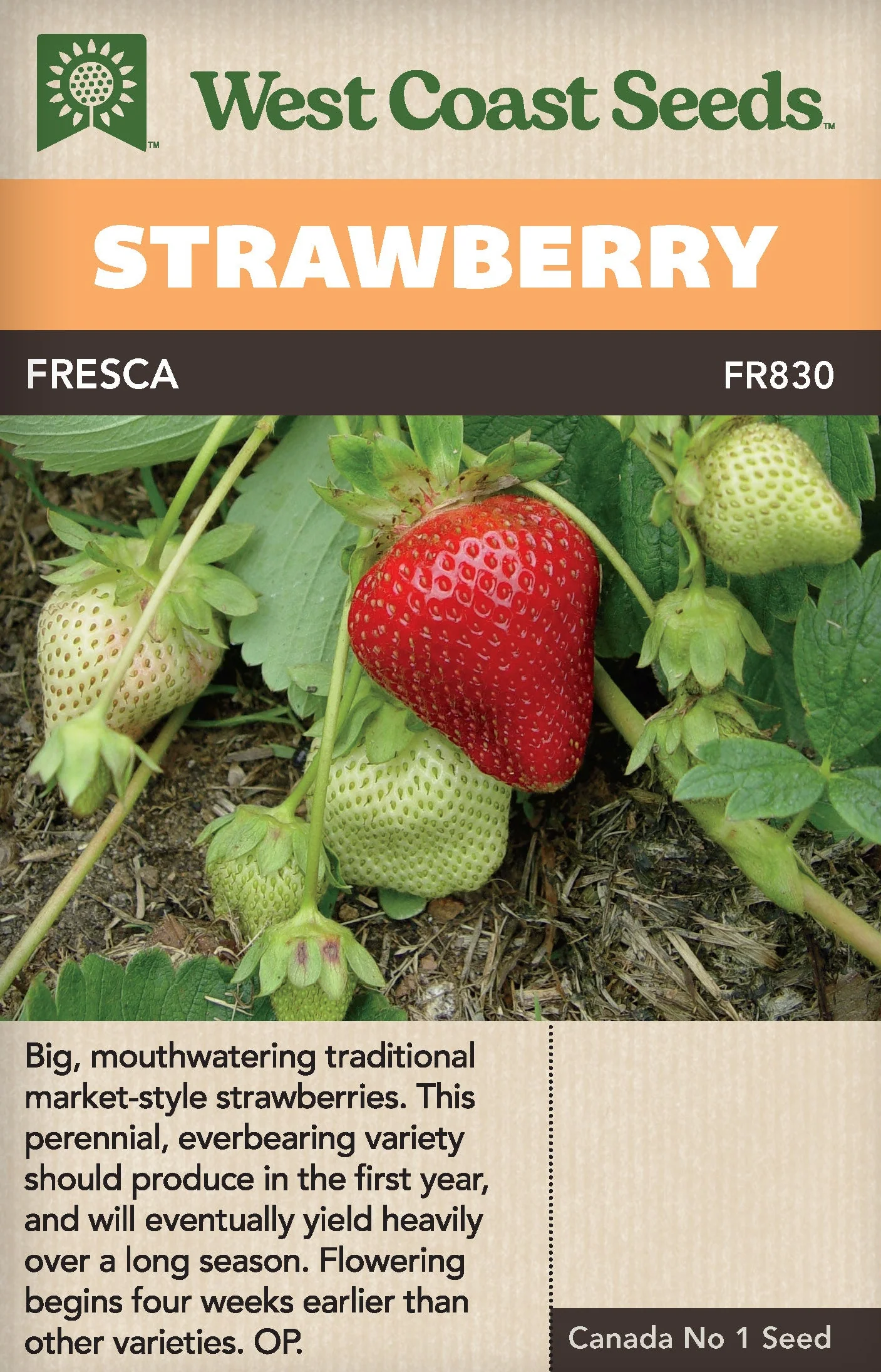 Strawberry Fresca - West Coast Seeds