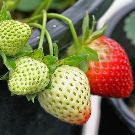 Strawberry Fresca - West Coast Seeds - Image 2