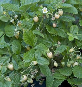 Strawberry Yellow Wonder - West Coast Seeds - Image 2