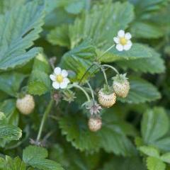 Strawberry Yellow Wonder - West Coast Seeds - Image 3