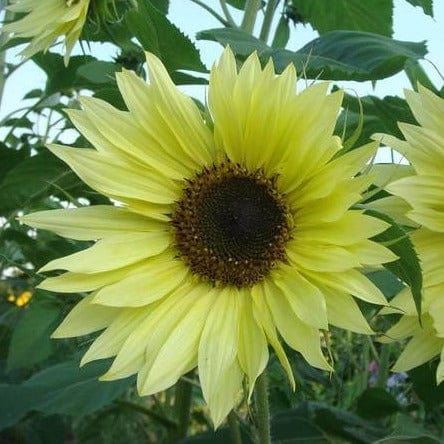 Organic Sunflower Lemon Queen - West Coast Seeds - Image 2