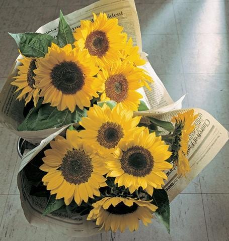 Sunflower Sunrich Lemon - West Coast Seeds - Image 2