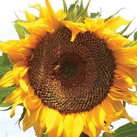 Organic Sunflower Taiyo - West Coast Seeds - Image 2