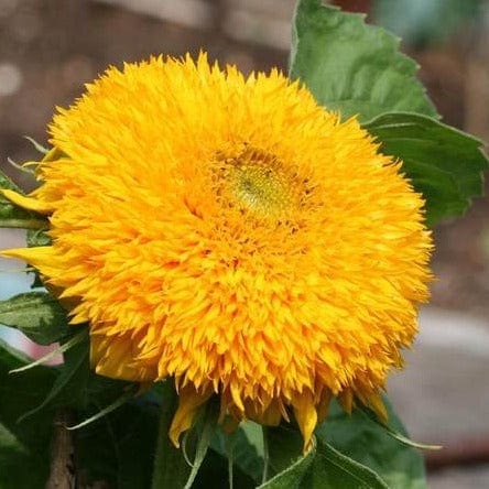 Sunflower Teddy Bear - West Coast Seeds - Image 3