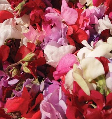 Sweet Peas Supersnoop Mix - West Coast Seeds - Image 2