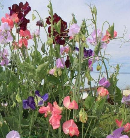 Sweet Peas Late Spencer Blend - West Coast Seeds - Image 3