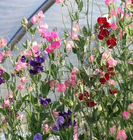 Sweet Peas Mammoth Blend - West Coast Seeds - Image 3