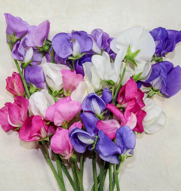 Sweet Peas Early Multiflora - West Coast Seeds - Image 2
