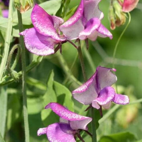 Sweet Peas Strriped Butterfly Blend - West Coast Seeds - Image 2