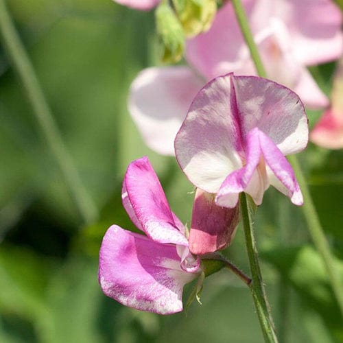 Sweet Peas Strriped Butterfly Blend - West Coast Seeds - Image 3