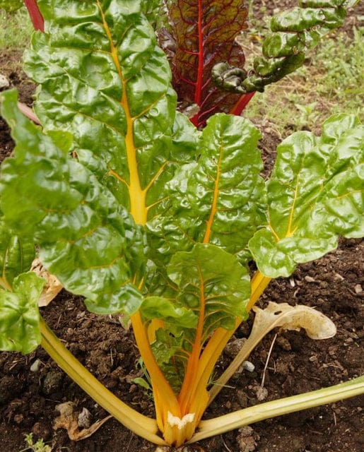 Swiss Chard Canary Yellow - West Coast Seeds - Image 2