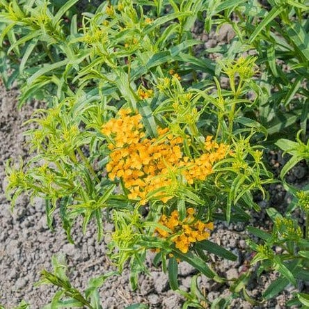 Organic Tarragon Mexican - West Coast Seeds - Image 2