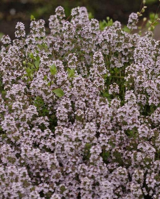 Thyme Winter English - West Coast Seeds - Image 3