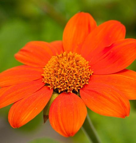 Tithonia Mexican Torch - West Coast Seeds - Image 3