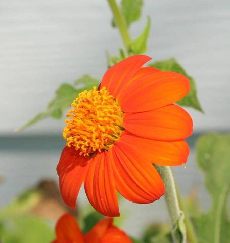Tithonia Mexican Torch - West Coast Seeds - Image 4