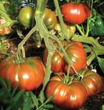 Organic Tomato Black Krim - West Coast Seeds - Image 3