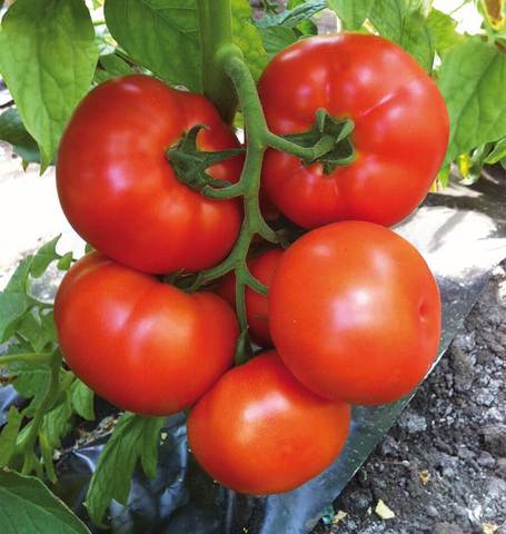Organic Tomato Caiman - West Coast Seed - Image 2
