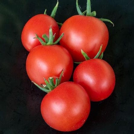 Tomato Mountain Magic - West Coast Seeds - Image 2