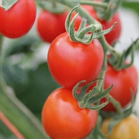 Tomato Mountain Magic - West Coast Seeds - Image 3