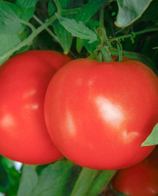Tomato Roadster - West Coast Seeds - Image 2