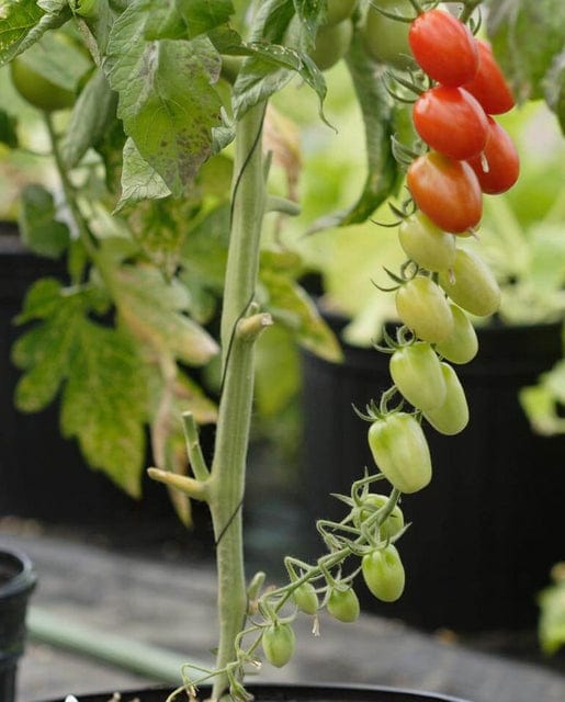 Tomato Sweet Hearts Grape - West Coast Seeds - Image 2