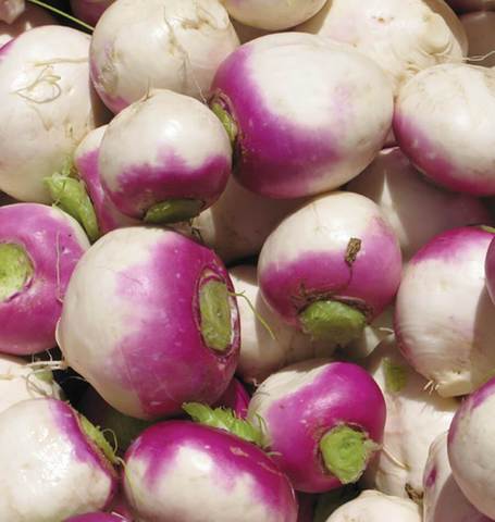 Turnips Purple Top - West Coast Seeds - Image 3