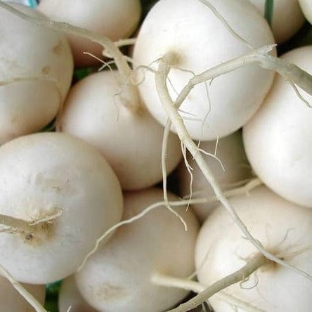 Turnip Tokyo Cross - West Coast Seeds - Image 2
