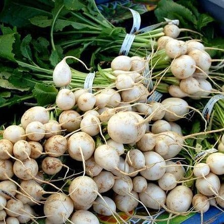 Turnip Tokyo Cross - West Coast Seeds - Image 3