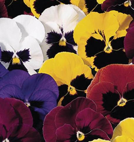 Viola Swiss Giants Pansies - West Coast Seeds - Image 2