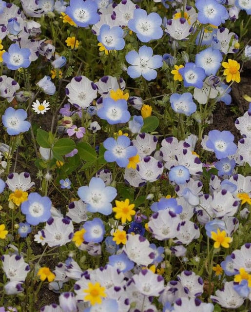 BULK Wildflowers Alternative Lawn - West Coast Seeds - Image 2