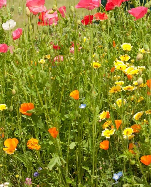 BULK Wildflowers Beneficial Insect Blend - West Coast Seeds - Image 2