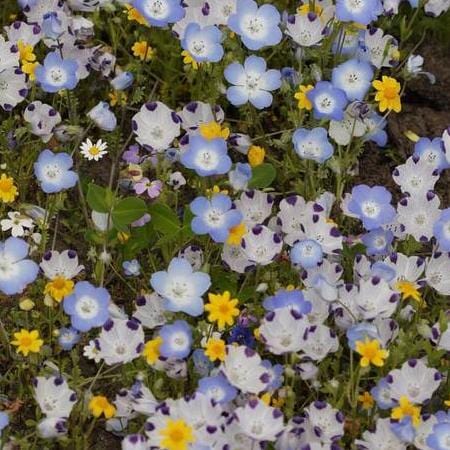 Wildflowers Lawn Alternative - West Coast Seeds - Image 2