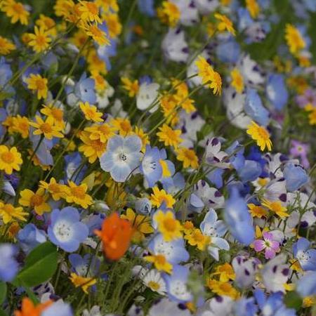 Wildflowers Lawn Alternative - West Coast Seeds - Image 3